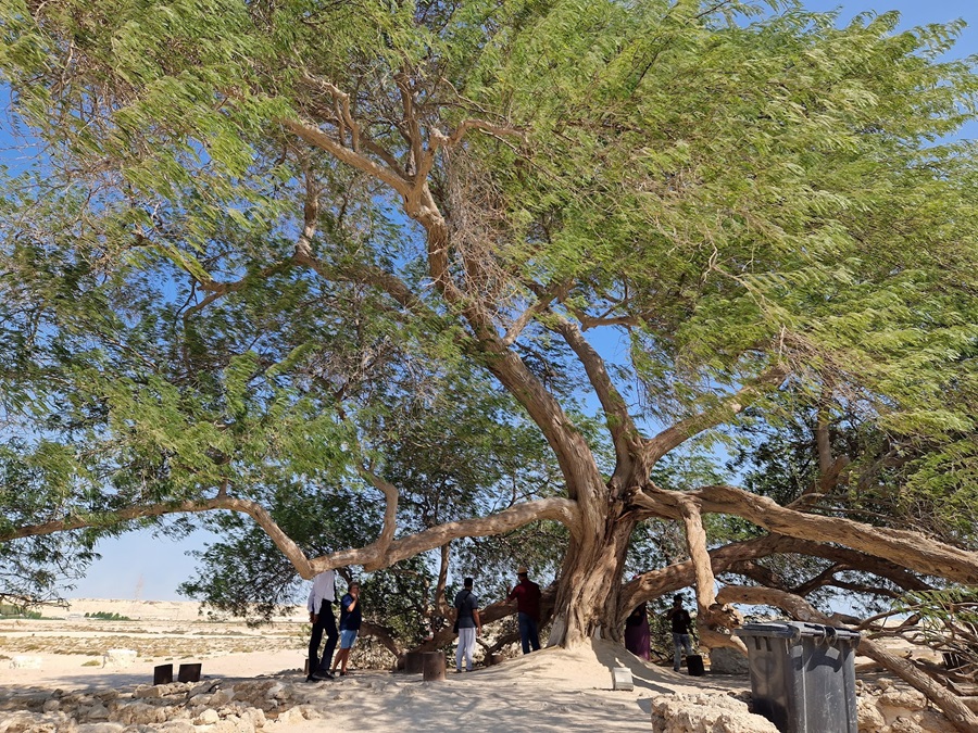 400 Jahre alter Baum des Lebens